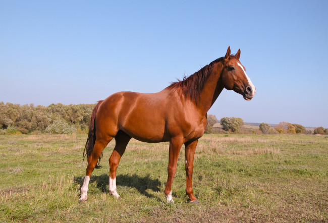 Обои картинки фото животные, лошади, конь, лошадь, поле