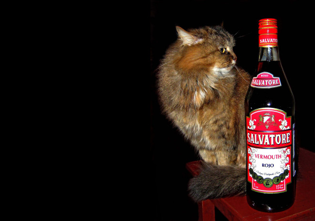 Обои картинки фото животные, коты, кошка, кот, бутылка, вермут