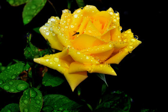 Картинка цветы розы желтый капли