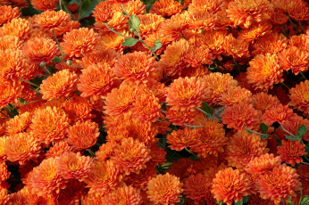 Картинка цветы хризантемы оранжевый много