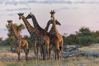 Картинка животные жирафы шеи саванна