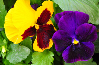 Картинка цветы анютины глазки садовые фиалки фиолетовый желтый виола