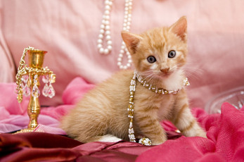 Картинка животные коты котенок модник украшения