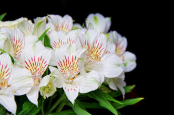 Картинка цветы альстромерия белый перуанская лилия