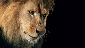 Картинка животные львы лев зверь кошка хищник взгляд царь зверей грива
