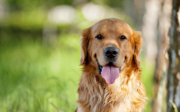 Картинка животные собаки язык собака лабрадор