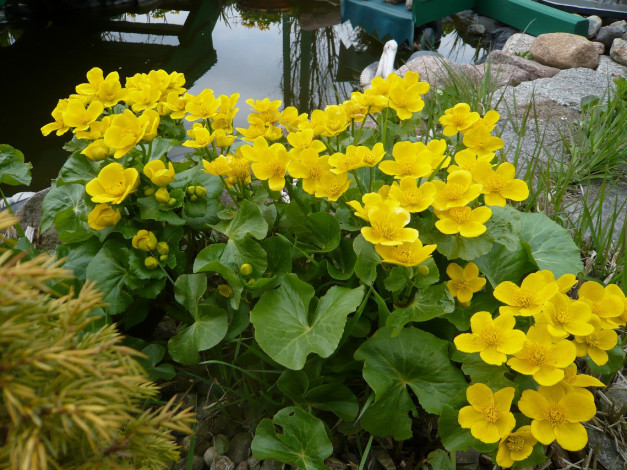 Обои картинки фото калужница, болотная, цветы, калужницы, лютики, желтый
