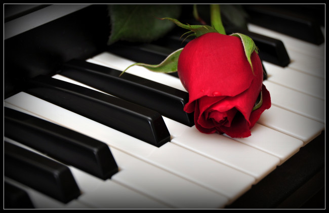 Обои картинки фото цветы, розы, пианино, бутон