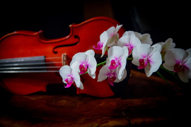 Обои картинки фото цветы, орхидеи, скрипка, ветка