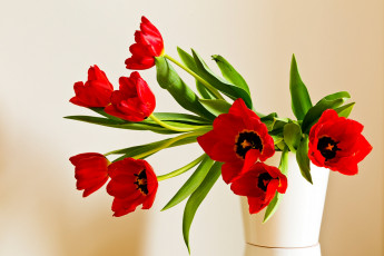 Картинка цветы тюльпаны красные лепестки букет