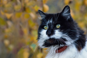 Картинка животные коты портрет взгляд боке мордочка фон котэ котейка
