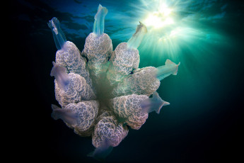 Картинка животные медузы подводный мир медуза море океан вода