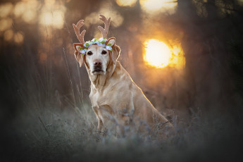 Картинка животные собаки деревья отражение