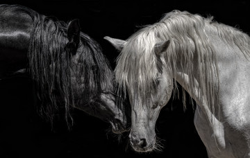 Картинка животные лошади кони цвет фон природа