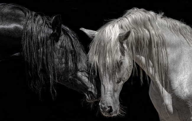 Обои картинки фото животные, лошади, кони, цвет, фон, природа