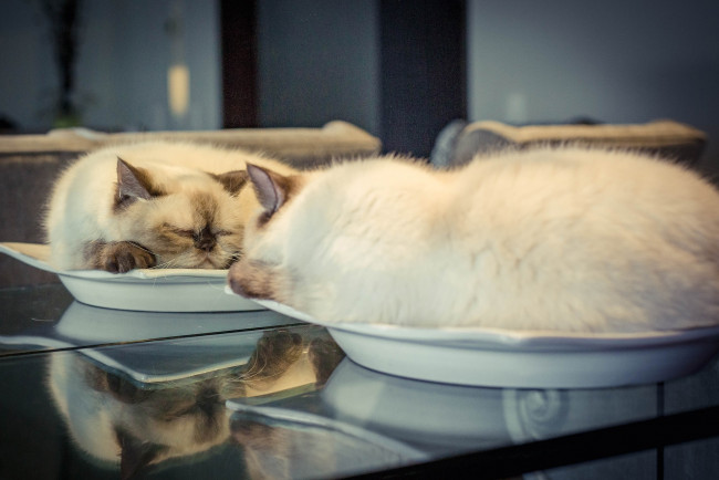 Обои картинки фото животные, коты, спящая, тарелка, кошка, зеркало, сон, отражение