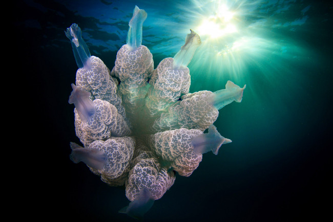 Обои картинки фото животные, медузы, подводный, мир, медуза, море, океан, вода