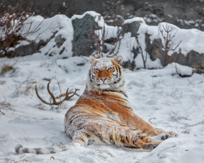Картинка животные тигры снег зима тигрица дикая кошка
