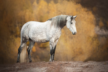 Картинка животные лошади лошадь фон