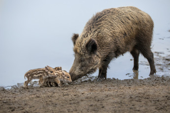 Картинка животные свиньи +кабаны семейство