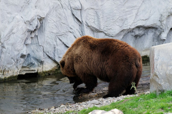 Картинка медведь животные медведи бурый вода