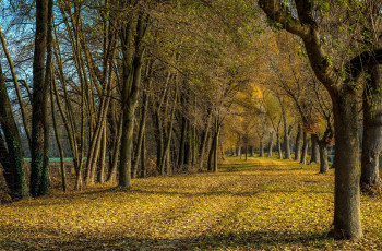 Картинка природа дороги осень листопад