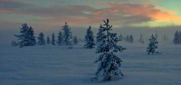 Картинка природа зима снег ночь туман