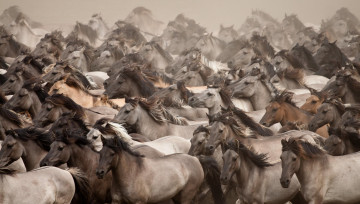 Картинка животные лошади табун перегон
