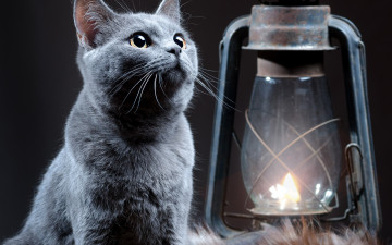 Картинка животные коты котёнок мех фонарь