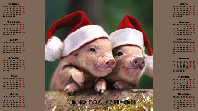 Обои картинки фото календари, праздники,  салюты, поросенок, свинья, шапка