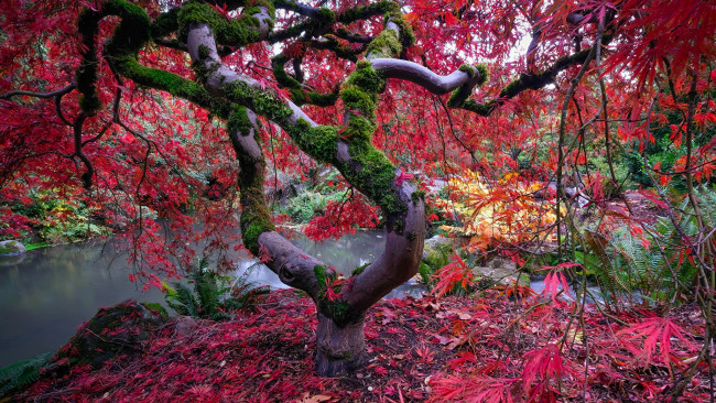 Обои картинки фото природа, деревья, листопад, осень