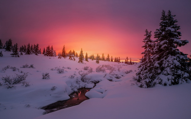 Обои картинки фото природа, восходы, закаты, вечер, елки, снег, зима, деревья, закат, река