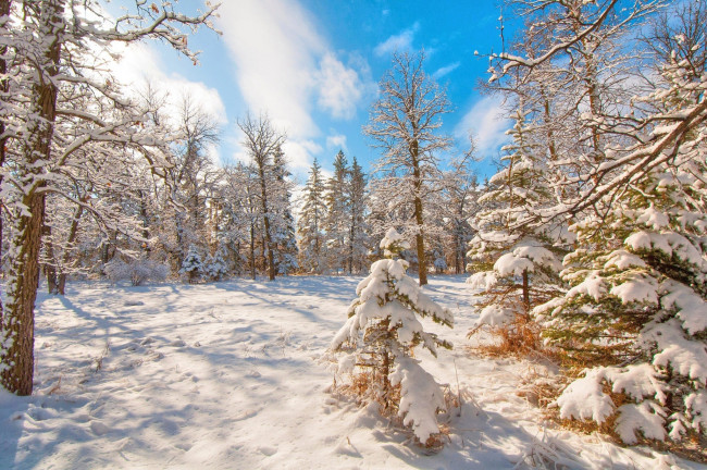Обои картинки фото природа, зима, пейзаж, снег, деревья, небо, облака