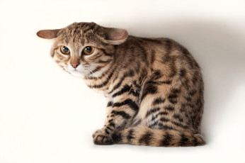 Картинка животные коты кошка млекопитающее котёнок уши прижал шерсть