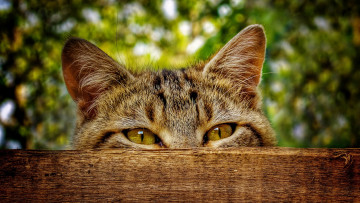 Картинка животные коты хитрый в засаде глаза забор кот