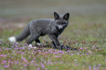 Картинка чернобурая+лисица животные лисы чернобурая лисица black fox чернобурка псовые лисицы млекопитающие мех пушнина чёрная лиса хищник