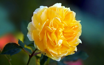 Картинка цветы розы макро роза желтая