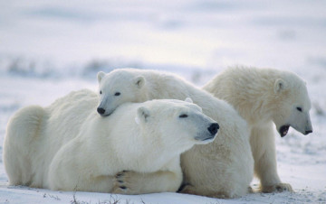 Картинка белый+полярный+медведь +медведица+с+медвежатами животные медведи белый медвежата медвежонок медведица полярный медведь хищники медвежьи млекопитающие снег мороз льды шерсть когти пасть клыки