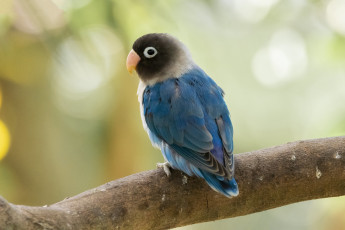 Картинка животные попугаи голубой птица ветка попугай боке неразлучник