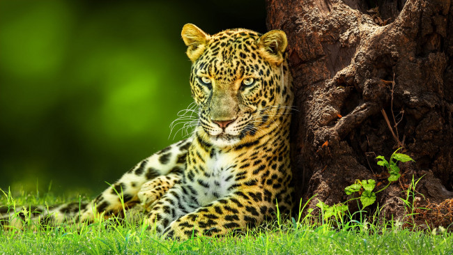 Обои картинки фото животные, леопарды, трава, взгляд, морда, дерево, поляна, обработка, леопард, лежит, ствол, зеленый, фон