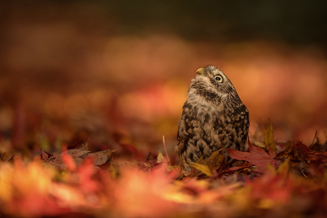 Обои картинки фото животные, совы, осень, фон, сова, птица, опавшие, листья, домовый, сыч