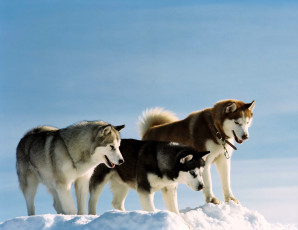 обоя животные, собаки, лайки, снег