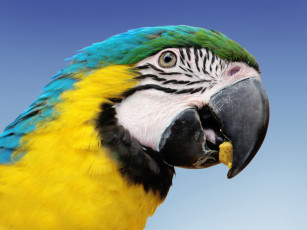 Картинка животные попугаи попугай ара