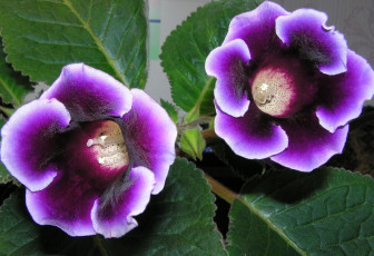 Картинка цветы глоксиния синнингия фиолетовый