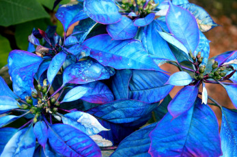 Картинка цветы пуансеттия синий экзотика яркий