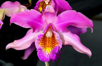 Картинка цветы орхидеи экзотика розовый яркий