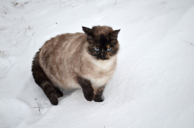 Обои картинки фото животные, коты, кот, кошка, снег