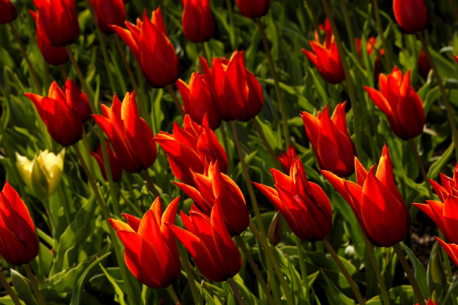 Обои картинки фото цветы, тюльпаны, много, яркий, красный