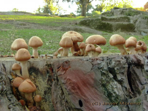 Картинка природа грибы опята пень