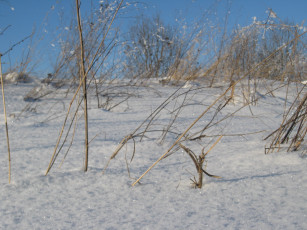 Картинка природа зима снег трава поле